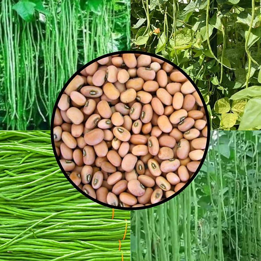 Yardlong Bean Seeds (Barbati / Borboti) – 100g Pack | NewnessPlant
