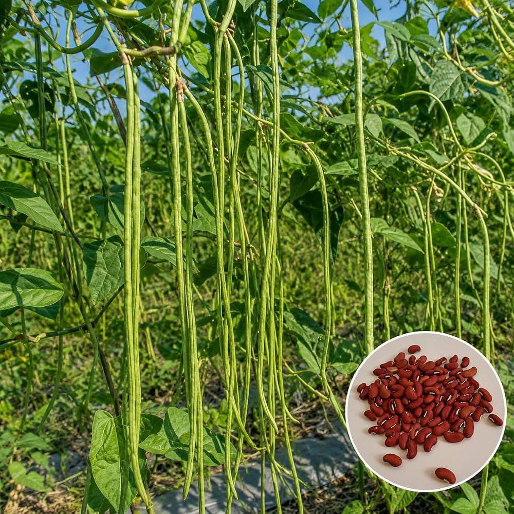 Yardlong Bean Seeds (Barbati / Borboti) – 100g Pack | NewnessPlant — photo 3
