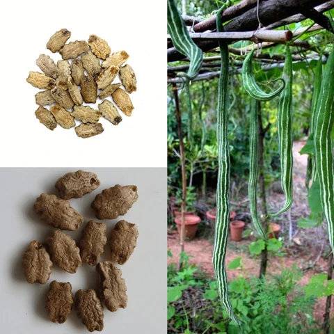 Snake Gourd Seeds (Chichinga / Chichinda) – 100g Pack | NewnessPlant