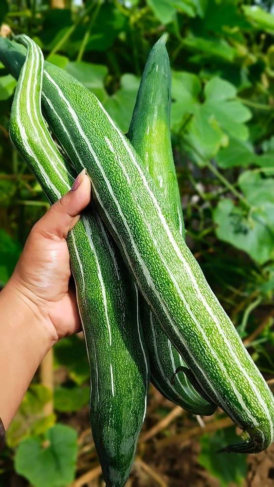 Snake Gourd Seeds (Chichinga / Chichinda) – 100g Pack | NewnessPlant — photo 2