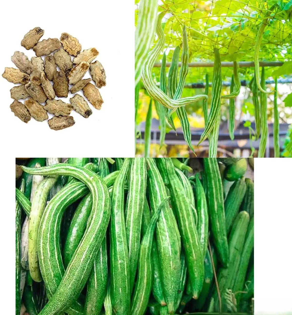 Snake Gourd Seeds (Chichinga / Chichinda) – 100g Pack | NewnessPlant — photo 3