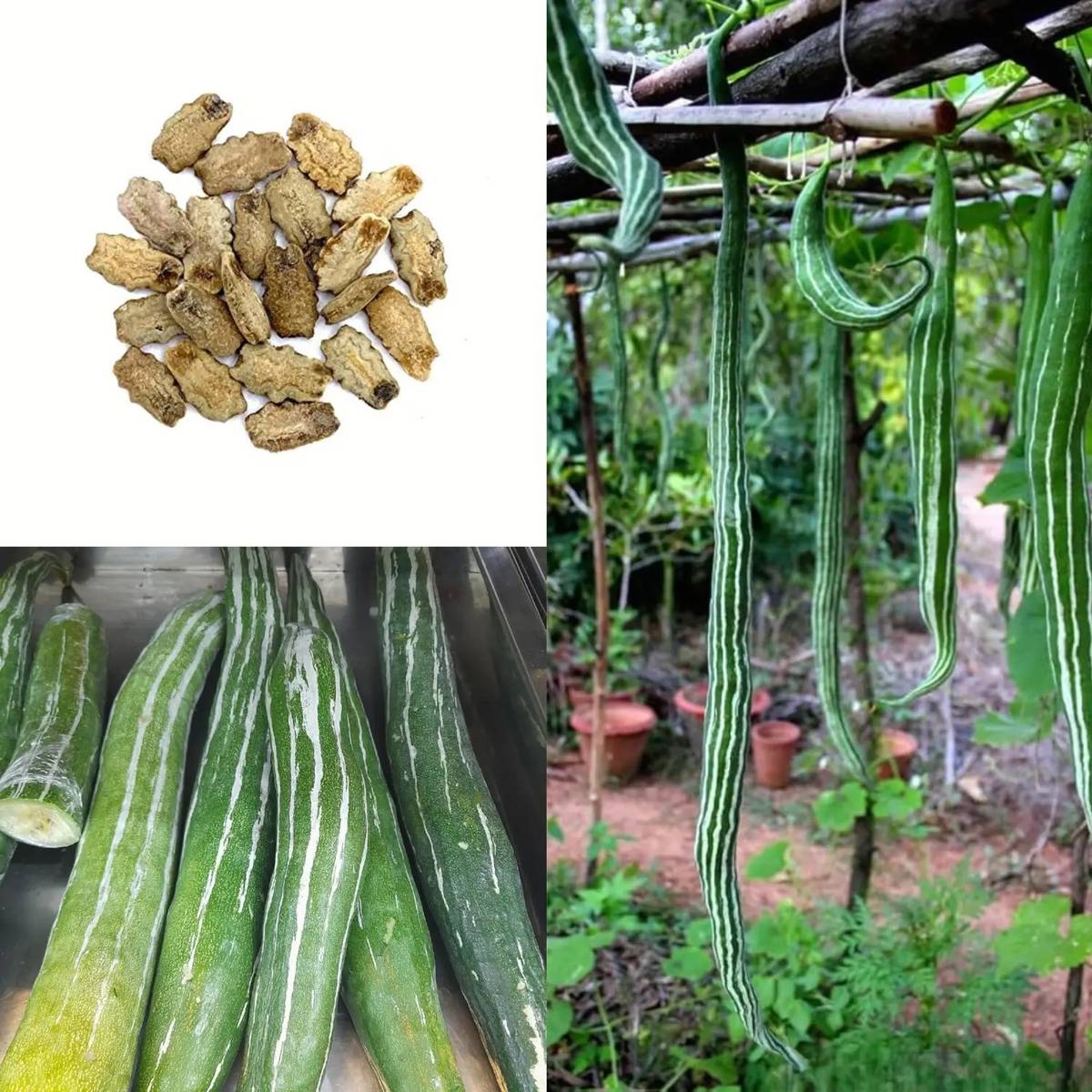 Snake Gourd Seeds (Chichinga / Chichinda) – 100g Pack | NewnessPlant — photo 4
