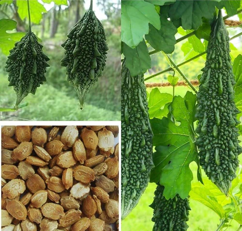 Bitter Gourd Seeds (Karela / Uchhe / Korola) – 100g Pack | NewnessPlant
