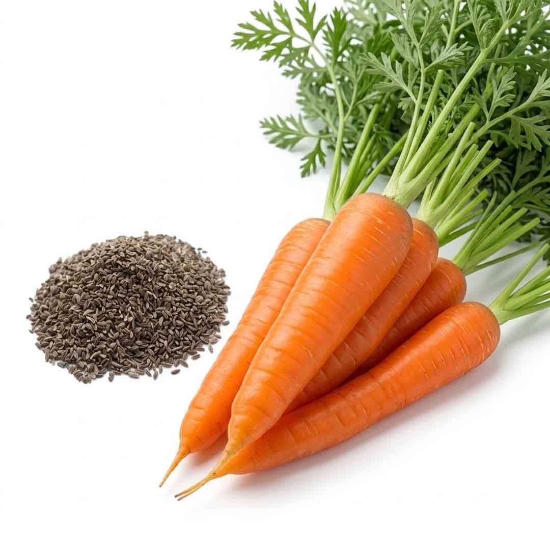 Carrot Seeds (Gajar / Gajor Beej) – 100g Pack | NewnessPlant
