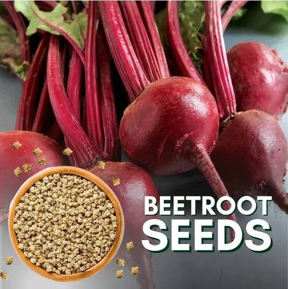 Beetroot Seeds (Chukandar / Beet) – 100g Pack | NewnessPlant
