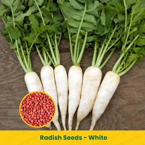 Radish Seeds (Mooli / Mula Beej) – 100g Pack | NewnessPlant