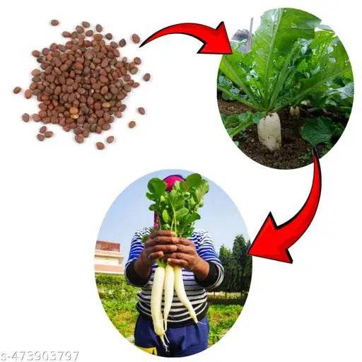 Radish Seeds (Mooli / Mula Beej) – 100g Pack | NewnessPlant — photo 2