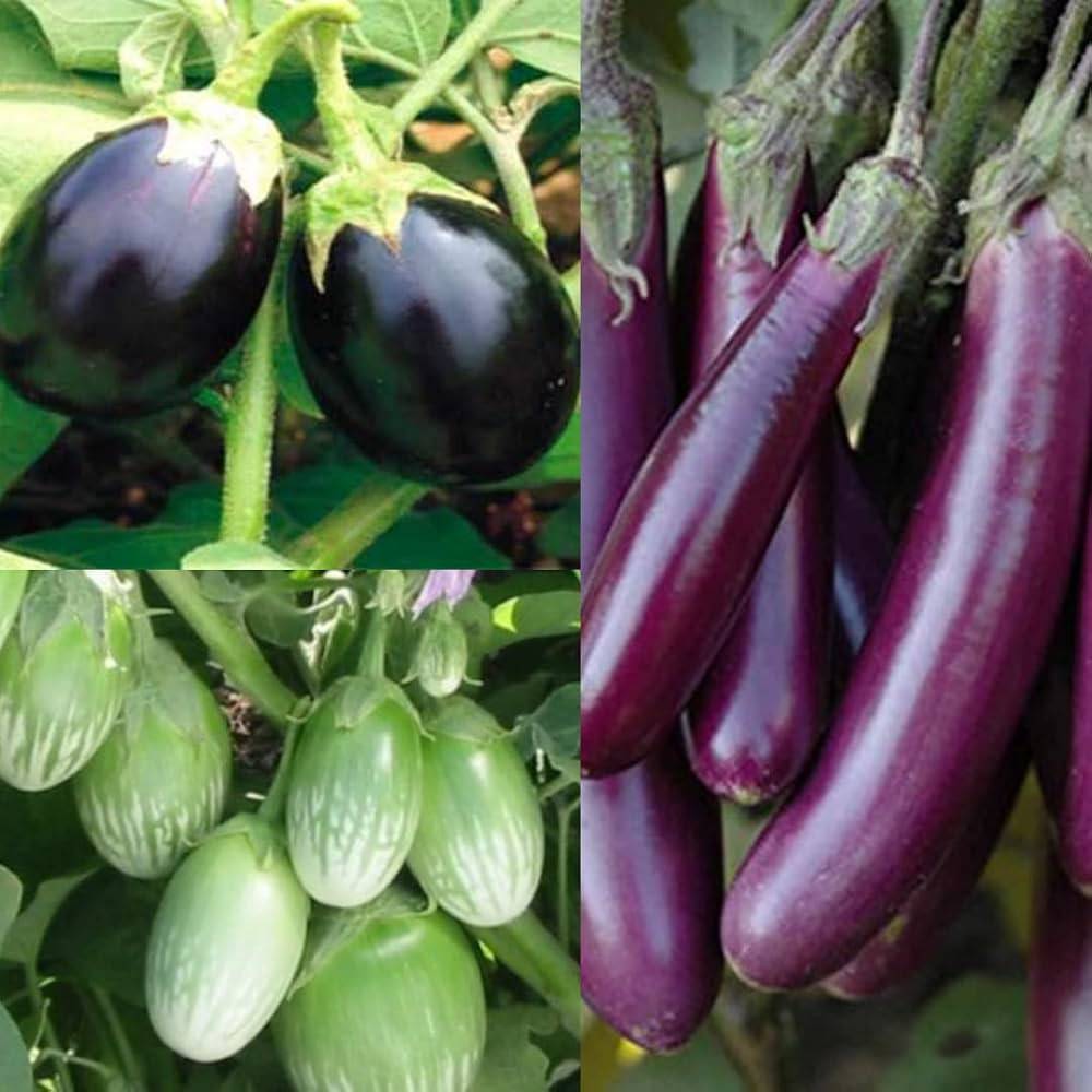 Brinjal Seeds (Baingan / Begun / Eggplant) – 100g Pack | NewnessPlant