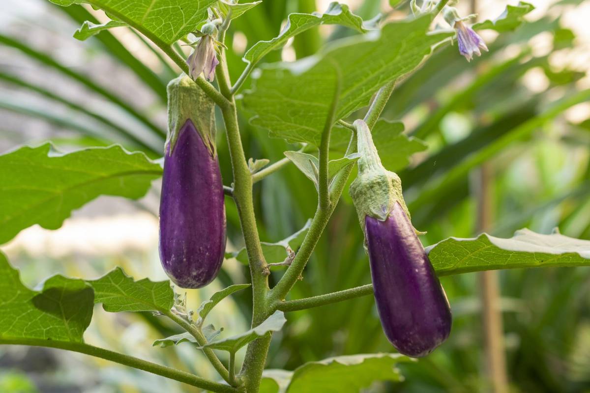 Brinjal Seeds (Baingan / Begun / Eggplant) – 100g Pack | NewnessPlant — photo 2