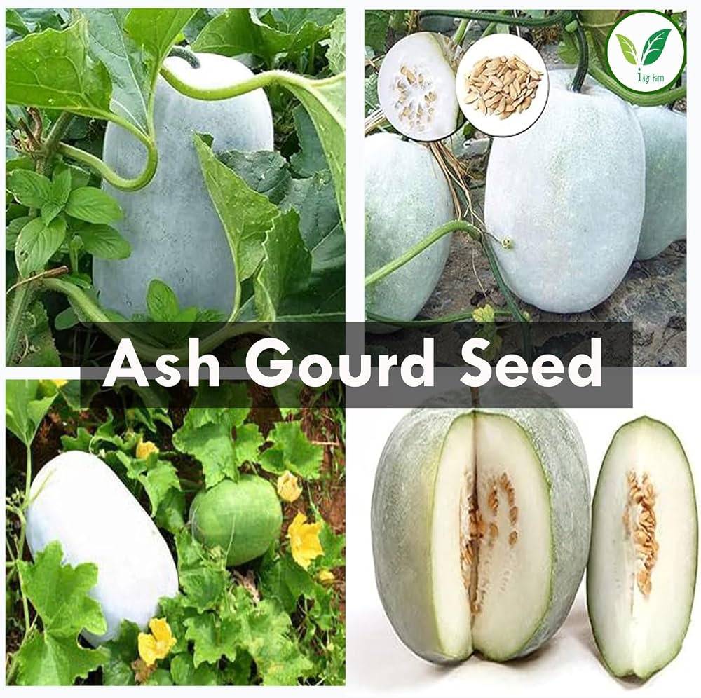Ash Gourd Seeds (Chal Kumro / Petha / Winter Melon) – 100g Pack | NewnessPlant