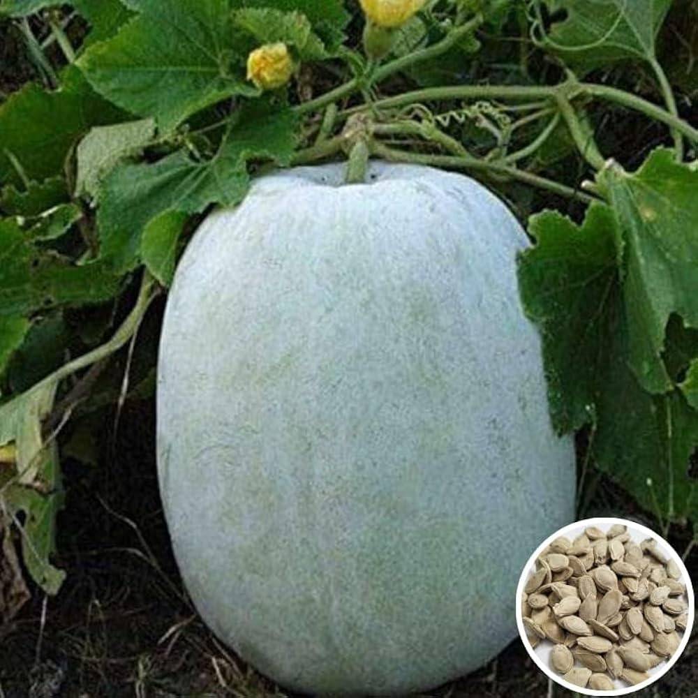 Ash Gourd Seeds (Chal Kumro / Petha / Winter Melon) – 100g Pack | NewnessPlant — photo 3