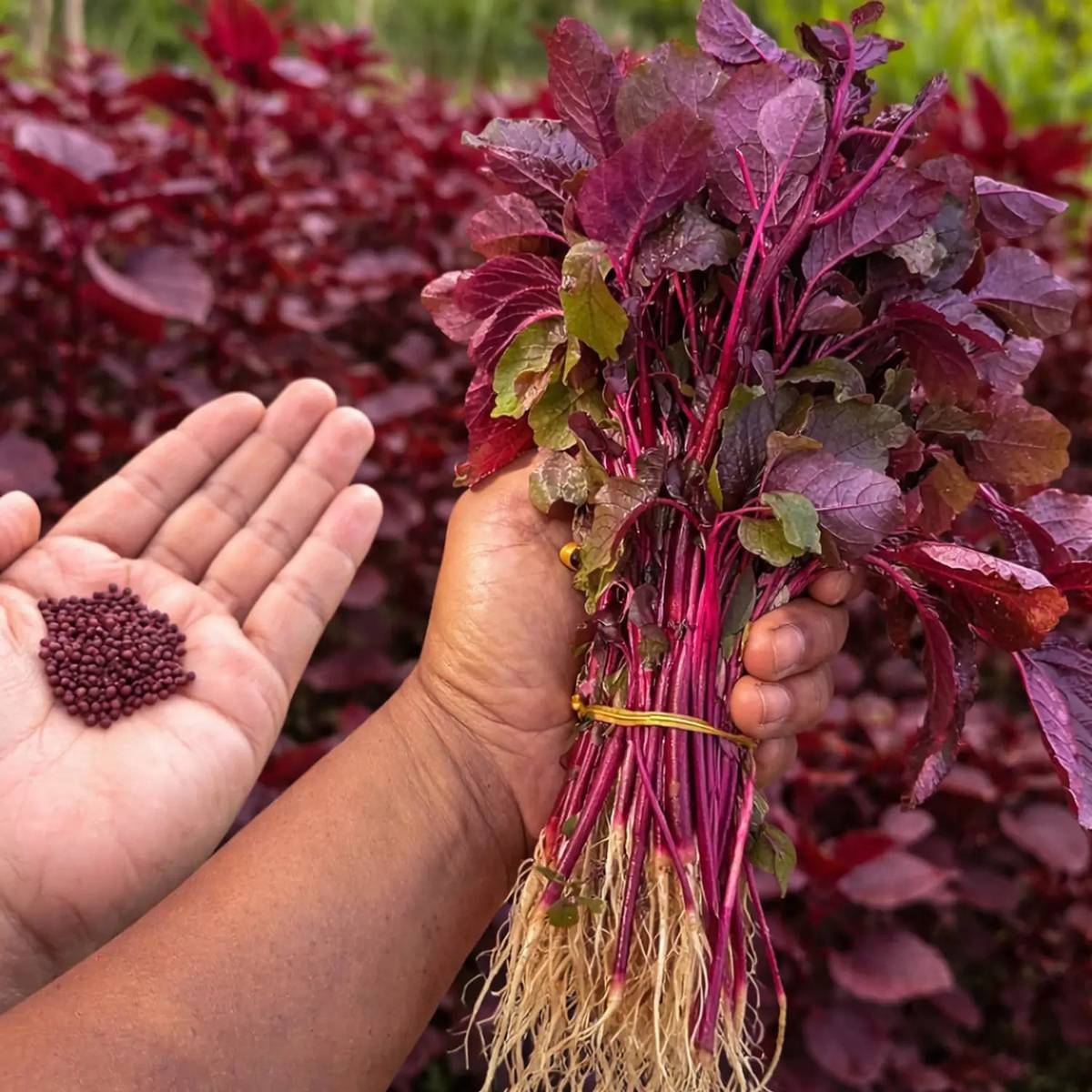 Red Amaranth Seeds (Lal Shak / Lal Saag) – 100g Pack | NewnessPlant