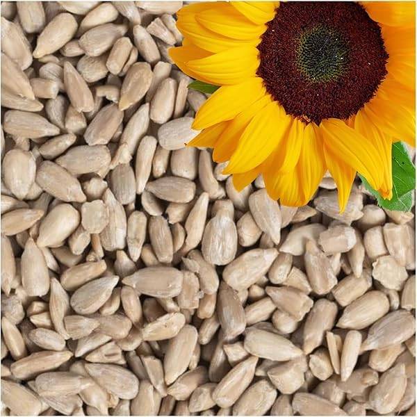 Sunflower Seeds (Surajmukhi Flower Seeds) – 100g Pack | NewnessPlant