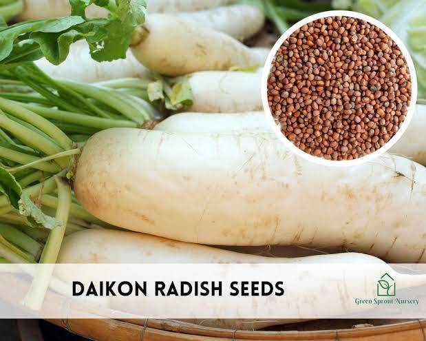 Japanese White Radish Seeds (Daikon / Safed Mooli / Sada Mulo) – 100g Pack | NewnessPlant