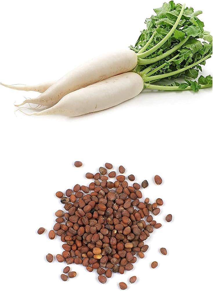 Japanese White Radish Seeds (Daikon / Safed Mooli / Sada Mulo) – 100g Pack | NewnessPlant — photo 3