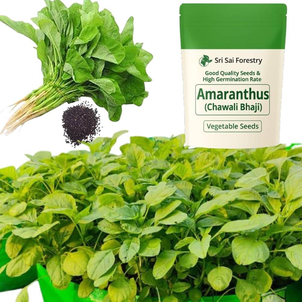 Green Amaranth Seeds (Chaulai Saag / Note Shak) – 100g Pack | NewnessPlant — photo 2