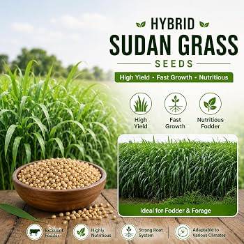Sudan Grass Fodder Seeds (Sorghum Sudan Grass / Sudan Ghas / সুদান ঘাস) – 1kg Pack | NewnessPlant