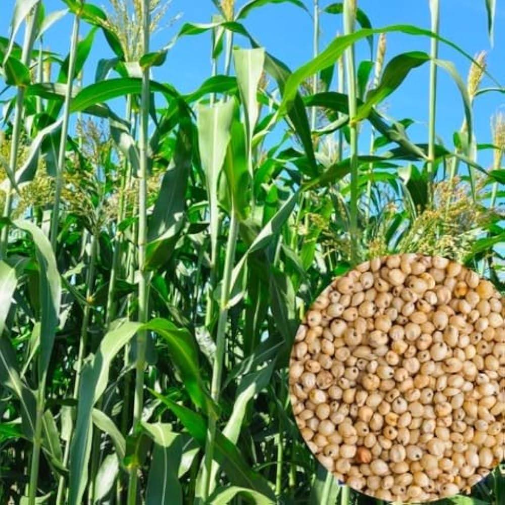 Sudan Grass Fodder Seeds (Sorghum Sudan Grass / Sudan Ghas / সুদান ঘাস) – 1kg Pack | NewnessPlant — photo 2