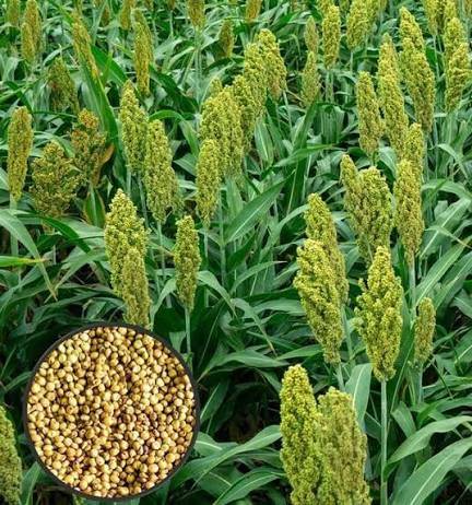 Jowar Seeds (Sorghum / Jowar Ghas / জোয়ার ঘাস) – 1kg Pack | NewnessPlant