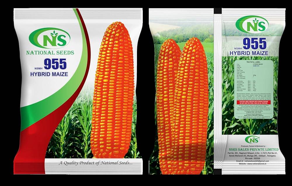 Maize Seeds (Corn / Makka / Bhutta) – 100g Pack | NewnessPlant