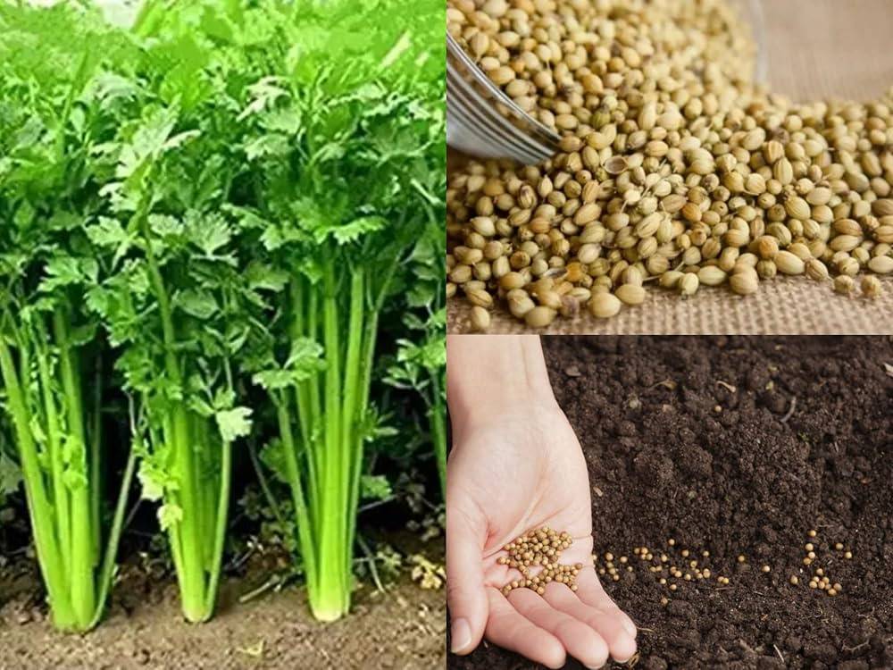 Desi Coriander Seeds (Dhaniya / Dhone Pata / Dhonepata) – 100g Pack | NewnessPlant — photo 2