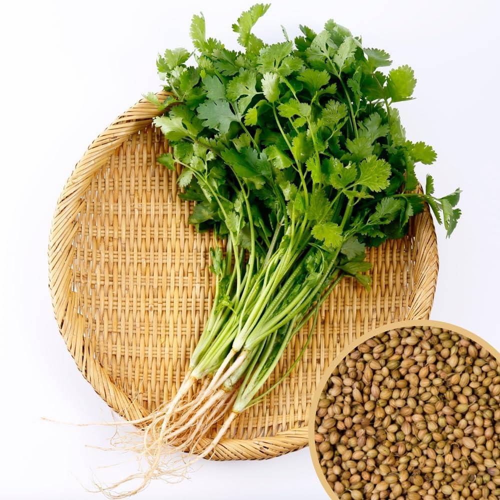 Desi Coriander Seeds (Dhaniya / Dhone Pata / Dhonepata) – 100g Pack | NewnessPlant — photo 3