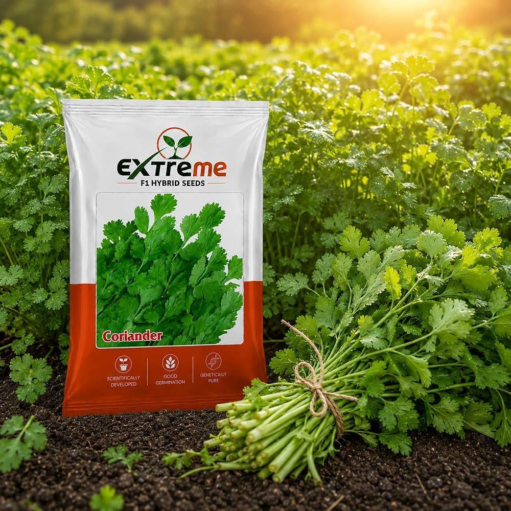 Hybrid Coriander Seeds (Dhaniya / Dhone Pata / ধনেপাতা) – 100g Pack | NewnessPlant — photo 2