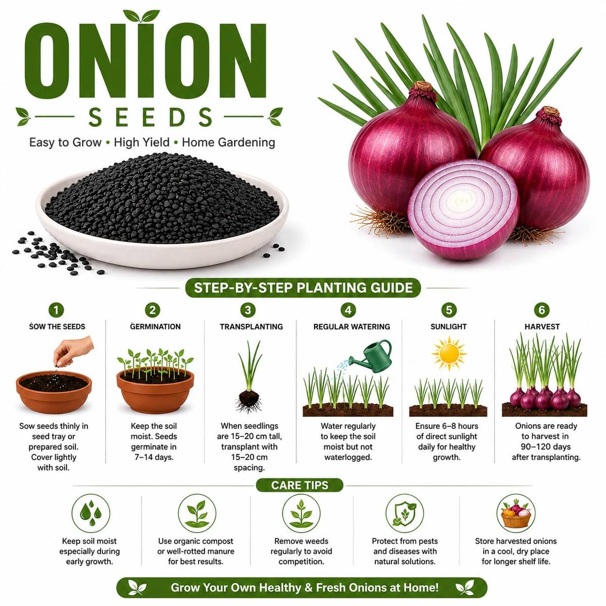 Onion Seeds (Pyaz Beej / Peyaj Beej / পেঁয়াজ বীজ) – 100g Pack | NewnessPlant — photo 4