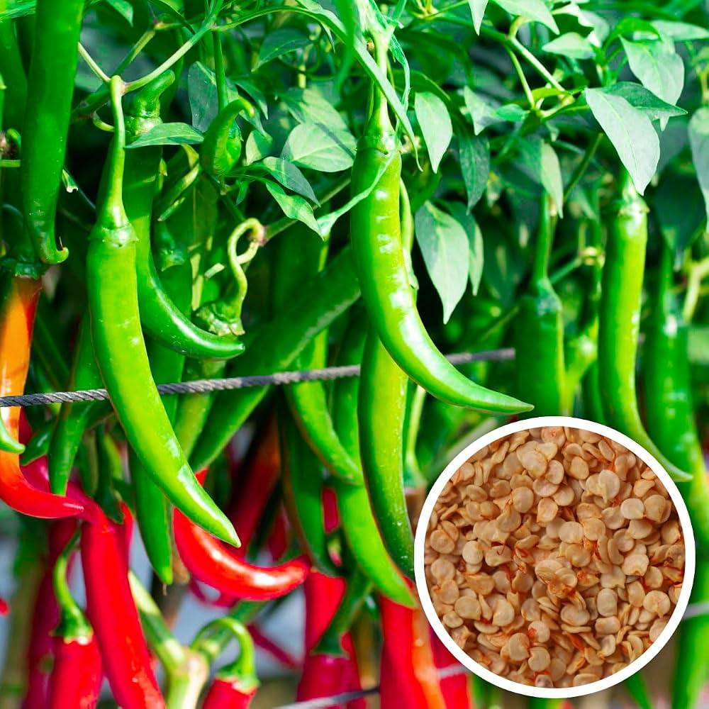 Chilli Pepper Seeds (Mirchi / Lanka / মরিচ বীজ) – 100g Pack | NewnessPlant
