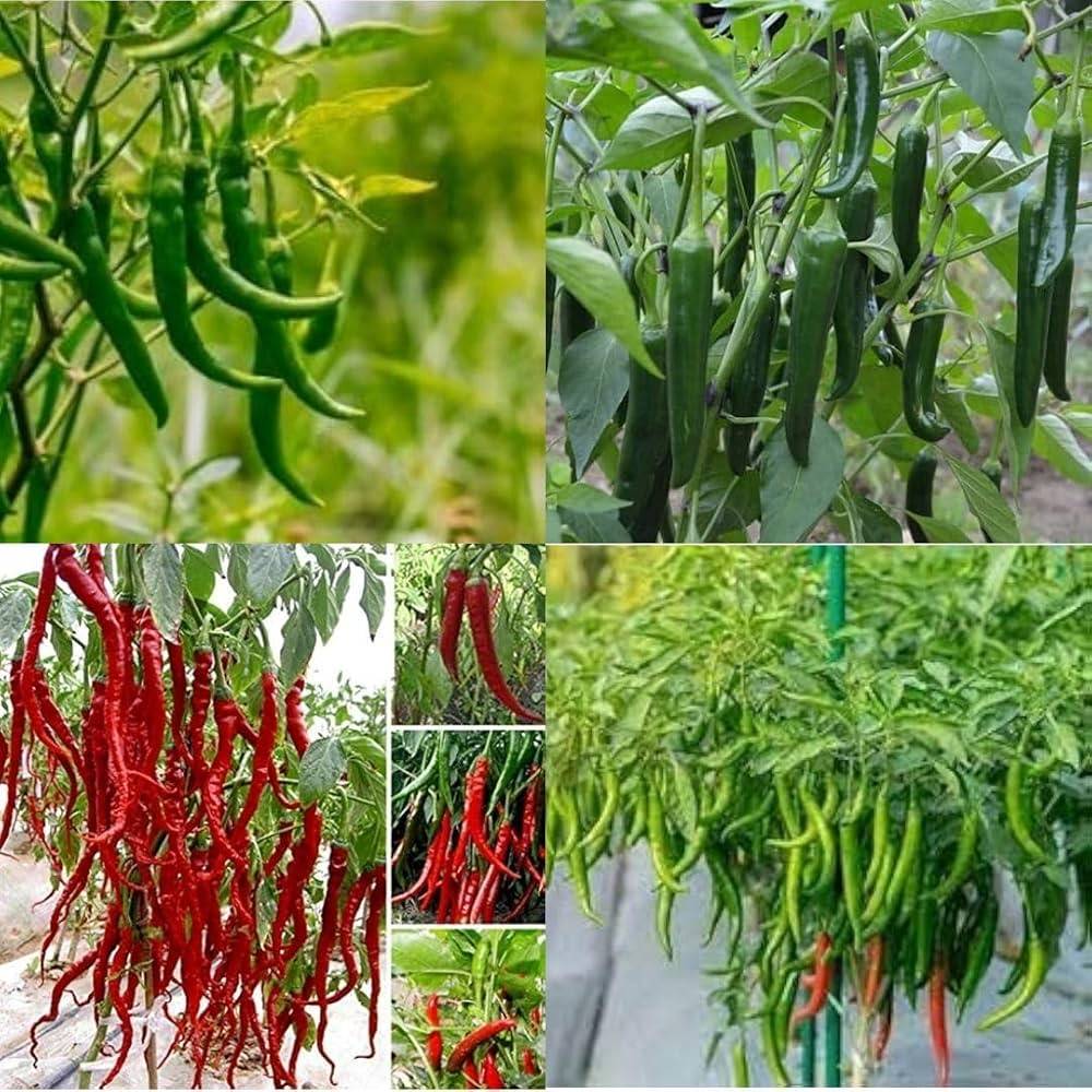 Chilli Pepper Seeds (Mirchi / Lanka / মরিচ বীজ) – 100g Pack | NewnessPlant — photo 2