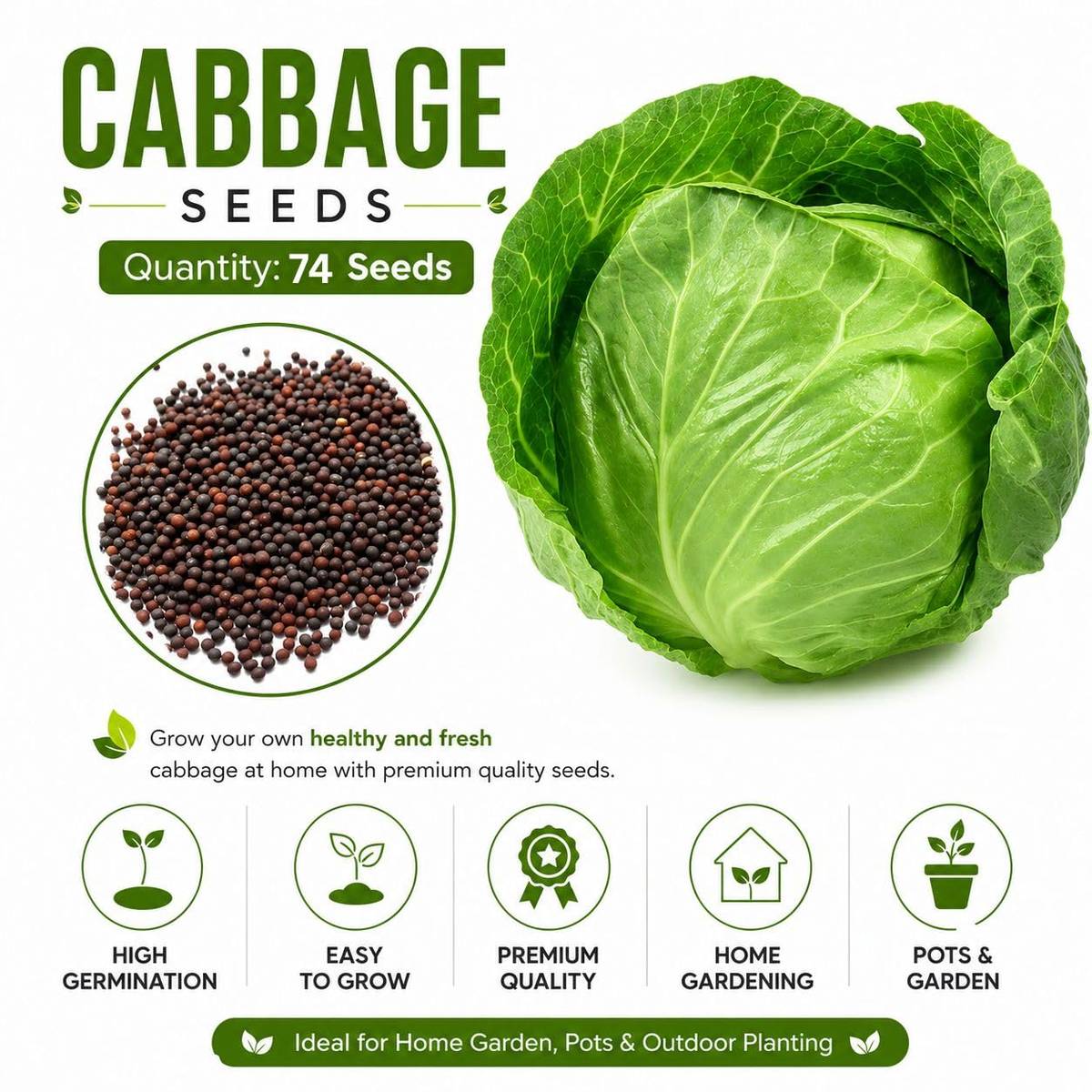 Cabbage Seeds (Patta Gobhi / Bandhakopi) – 100g Pack | NewnessPlant