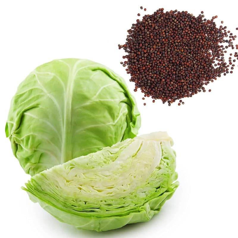 Cabbage Seeds (Patta Gobhi / Bandhakopi) – 100g Pack | NewnessPlant — photo 2