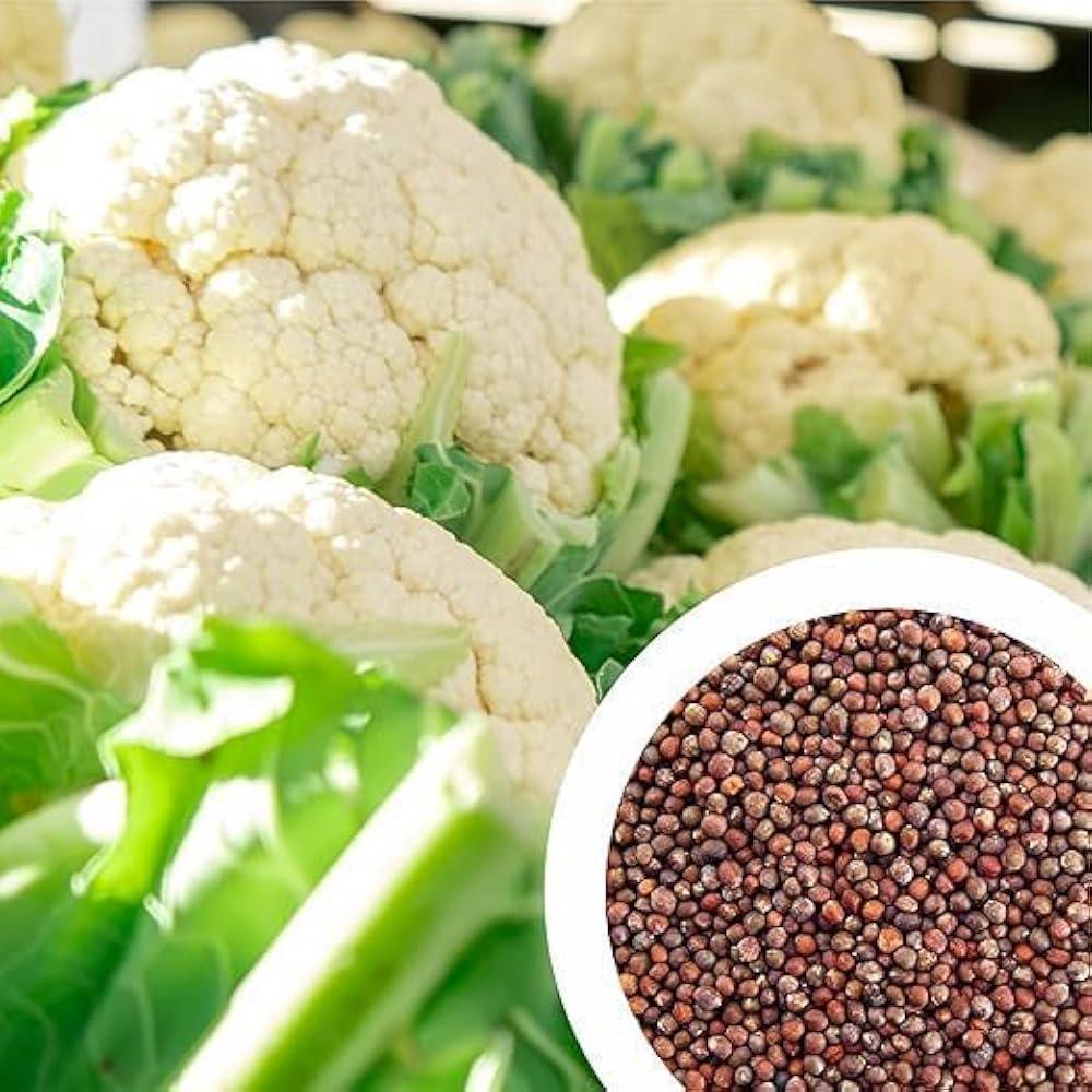 Cauliflower Seeds (Phool Gobhi / Phulkopi) – 100g Pack | NewnessPlant — photo 2