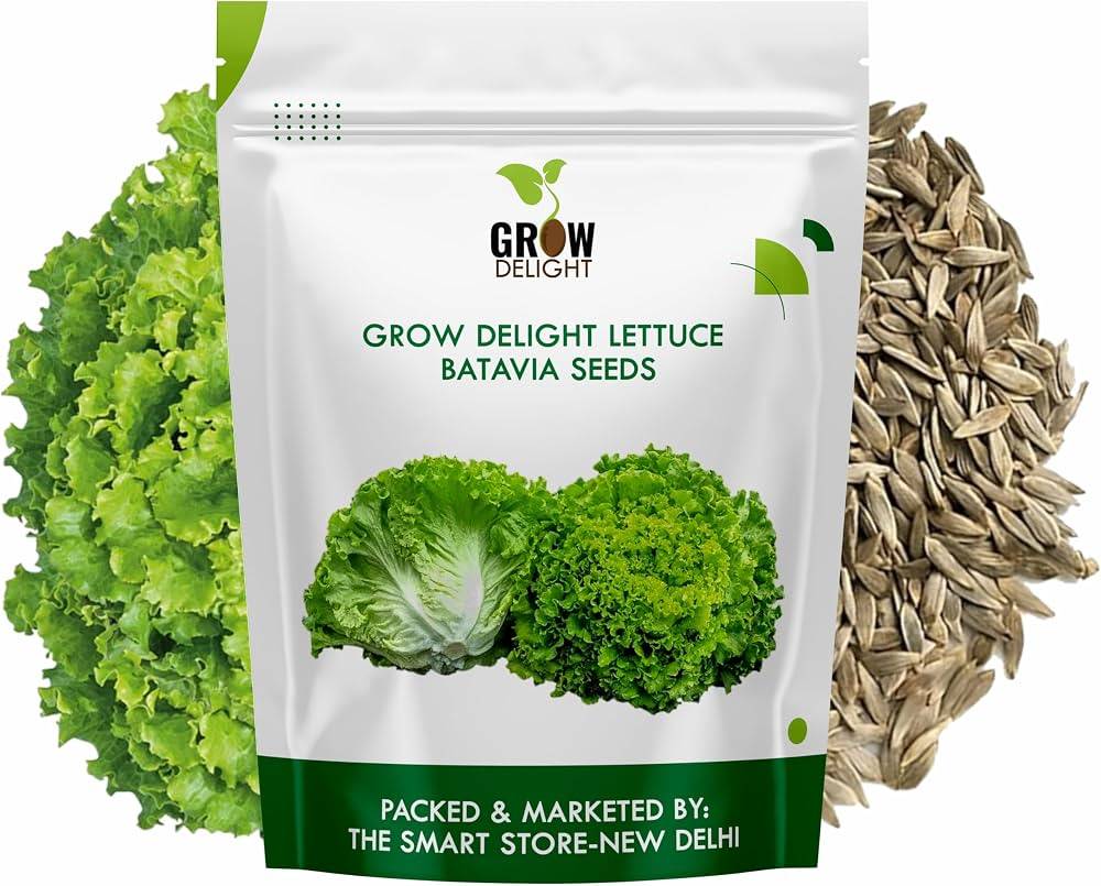 Lettuce Seeds (Salad Patta / Lettuce Shak) – 100g Pack | NewnessPlant
