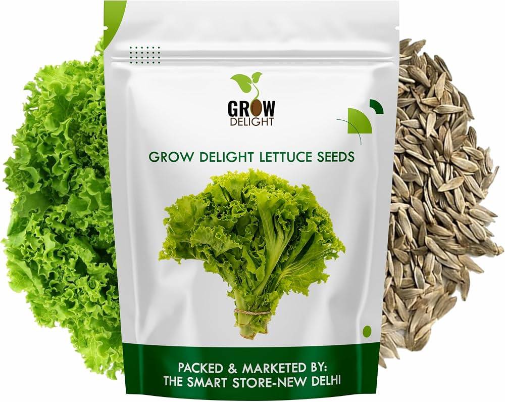 Lettuce Seeds (Salad Patta / Lettuce Shak) – 100g Pack | NewnessPlant — photo 2