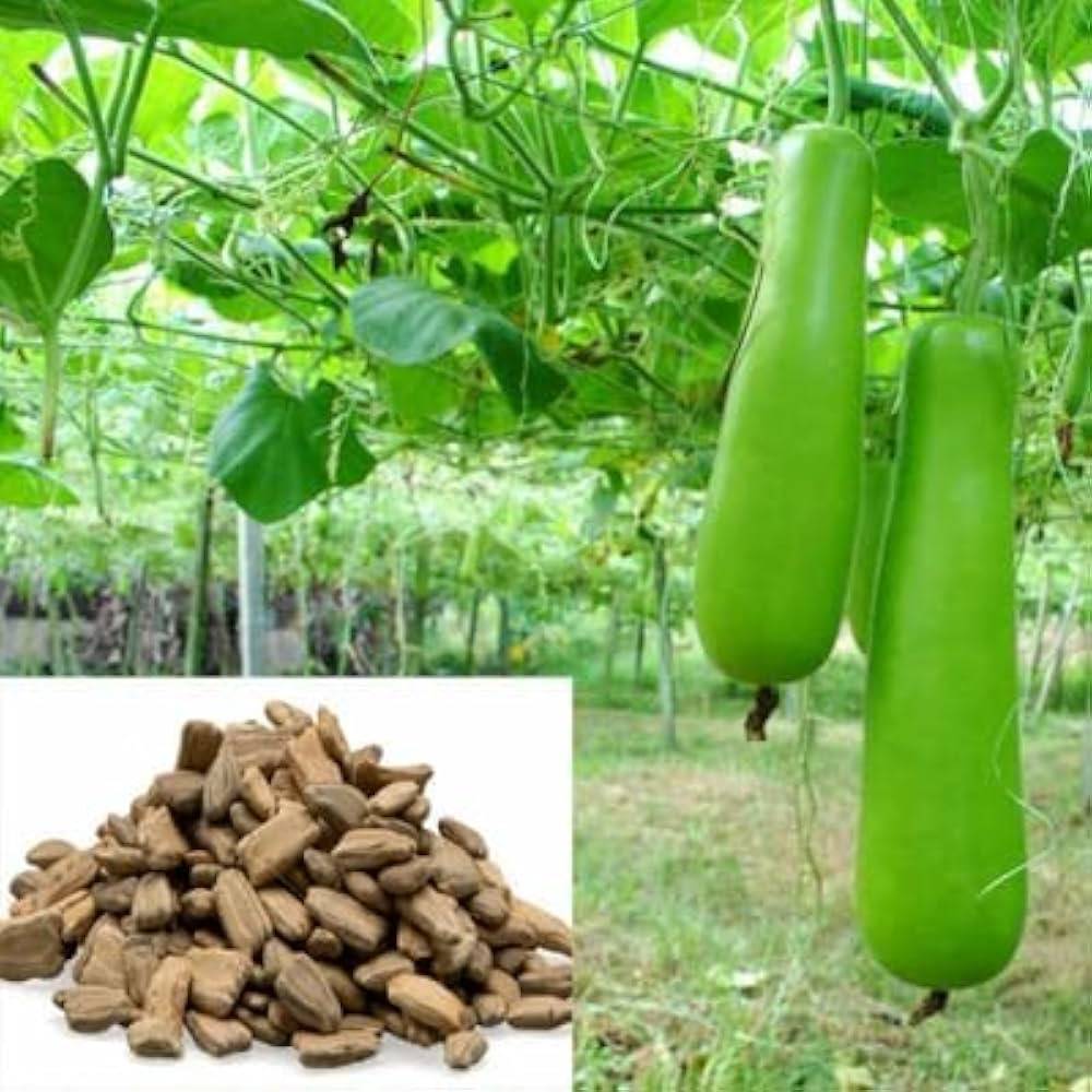 Bottle Gourd Seeds (Lauki / Lau / লাউ বীজ) – 100g Pack | NewnessPlant — photo 2