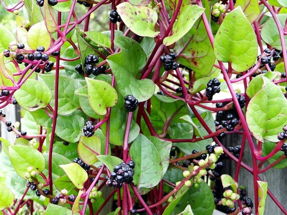 Red Malabar Spinach Seeds (Lal Poi Saag / Lal Pui Shak) – 100g Pack | NewnessPlant