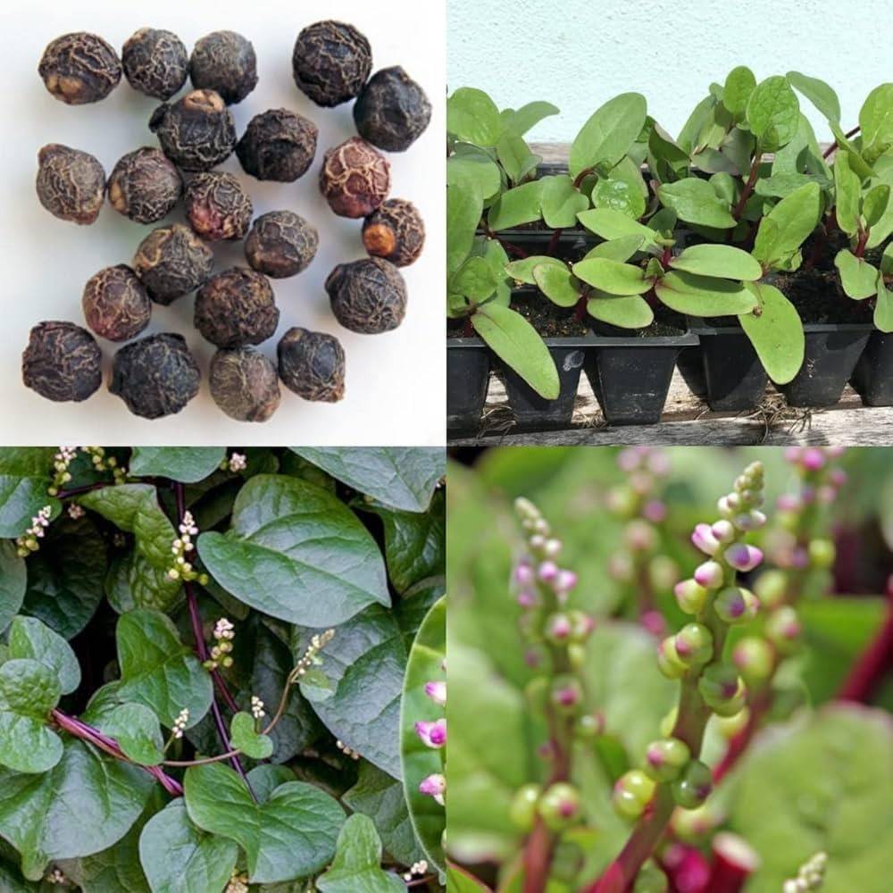 Red Malabar Spinach Seeds (Lal Poi Saag / Lal Pui Shak) – 100g Pack | NewnessPlant — photo 2